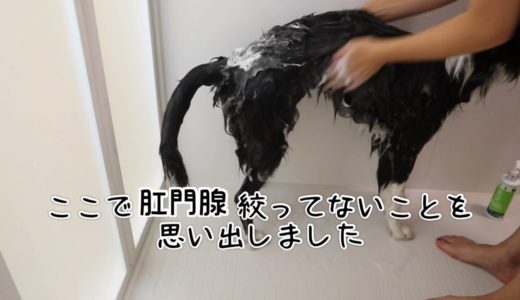 保護犬ハイム初めてのお風呂は平和的でした