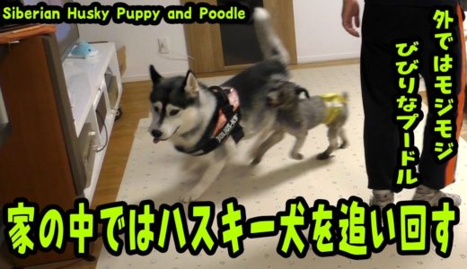 追いかけるプードルに逃げ回るハスキー犬がおもしろい Husky Puppy and Poodle