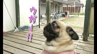 一瞬で0からテンションMAXになるパグ犬ぷぅ pug