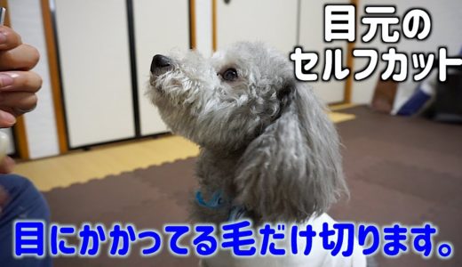 🐶犬の目元のセルフカット。目にかかってる部分だけ。【トイプードルのグリィ】【犬】【dog】【toy poodle】