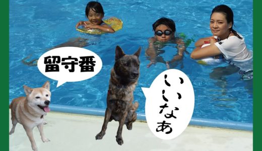 甲斐犬と柴犬がいる何気ないお盆休み＝！