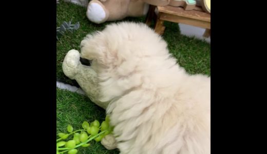 ペットショップ 犬の家 倉敷店 「ティーカッププードル」「105367」