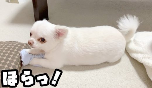 イタズラを突っ込まれないと寂しくなるツンデレ犬！チワワのコハク