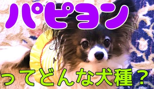 パピヨンって飼いやすい？どんな犬種？パピヨン検討してる人必見！