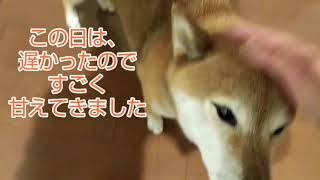 #お出迎え犬#Welcome dog# 柴犬 クリ お出迎えしてくれました❗️