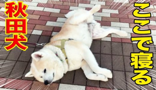 気持ち良いからここで寝る！隅田川散歩の秋田犬そうすけWhat's your dog’s personality?