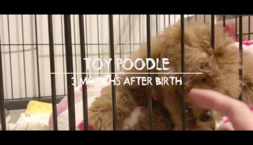 【Vlog】犬 | トイプードル：生後３ヶ月（Toy Poodle）★Creator Yoshi