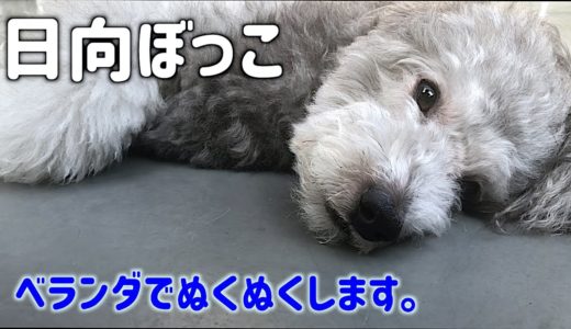 🐶ベランダで日向ぼっこするのが大好きな犬。【トイプードルのグリィ】【犬】【dog】【toy poodle】