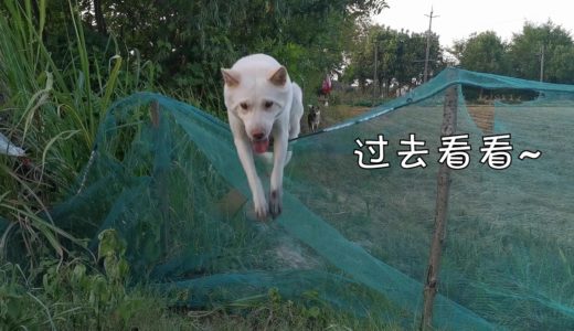 中华田园犬田间跨栏，小白凌空飞渡，灰灰却让人大跌眼镜！