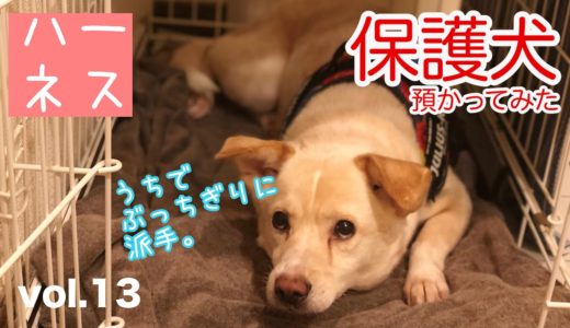 【保護犬預かり】ハーネス、ユリウスK-9（JULIUS K-9)を買って装着させてみた。【2ヶ月と15日】