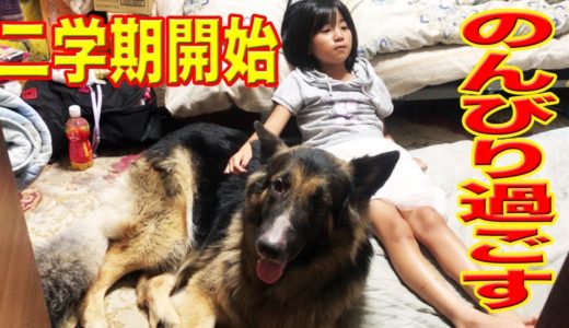 ニ学期開始！慌てない、慌てない、シェパード犬マックと孫娘I spend holidays with my family