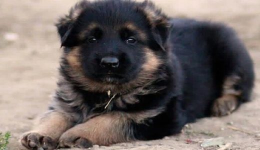 【かわいい 動物】かわいい犬大きな犬とすごく楽しそうに遊ぶ子犬・最高におもしろ犬の動画集 #19