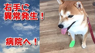 【京の柴犬】てんちゃんの右手に異変発生！母D、病院に急行！　太郎の犬モノガタリ＃１６７