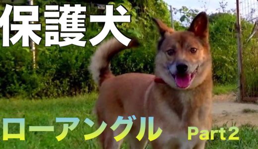 ローアングルで保護犬達を撮影しましたpart2(高木撮影)Animal Rescue Nursing