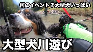 【お出かけ】偶然にも大型犬いっぱい！川遊び【岐阜板取川】