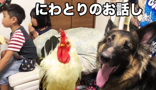 鶏くさいよ！シェパード犬マックのおやつの話しIt is a great pleasure to be here