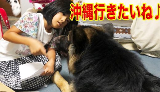 沖縄にシェパード犬マックと行きたいね♪Grandchildren spending time with dog