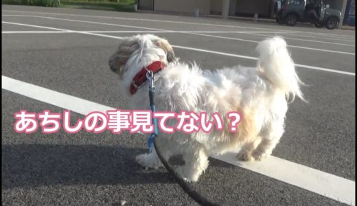 シーズー散歩中おっちゃんがずっと気になる犬