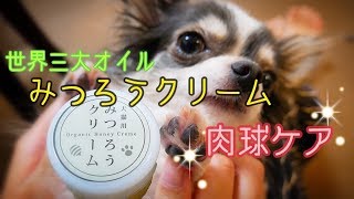 【高級】みつろうクリームで初めての肉球ケア【犬猫用】