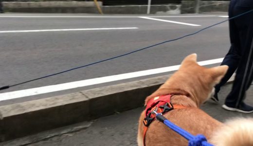 帰りの足取りは重い秋田犬達