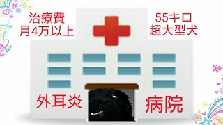 超大型犬 病院 治療費 月4万？ ニューファンドランド グレートデン 動物病院 外耳炎 イヤークリーナー NewfoundlandGreat DaneHospital 渡辺ボス