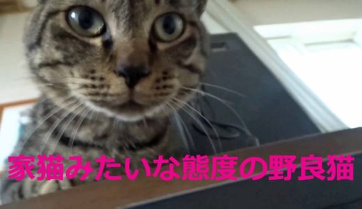 毎日やってくる　少しずつ賢くなっていく野良猫　犬に負けない知力