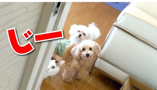 ママが出かけちゃった！犬たちのそれぞれの反応がそれぞれ「らしい」！