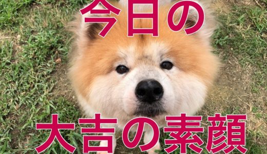 ボスの秋田犬大吉の素顔/Today's doggos series