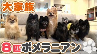 ｢どうぶつピース!!かわいい大図鑑｣犬編（120）大家族：8匹ポメラニアン