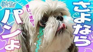 【さよなら】おっさんとシーズー犬てんぽのパンバトル【パンよ】