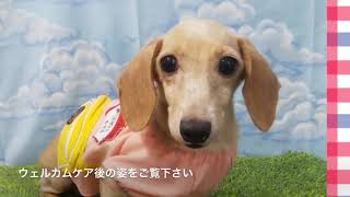 9月3日の保護犬の様子