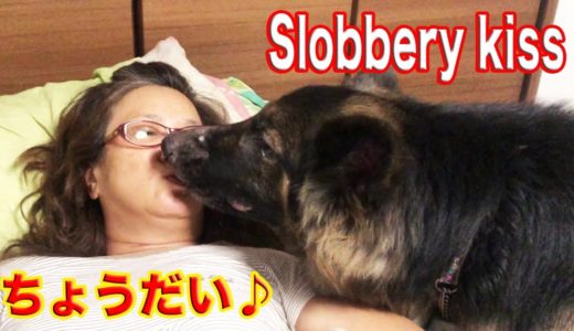 Slobbery kiss♪シェパード犬おねだり・GermanShepherd dog