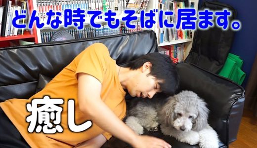 🐶編集に疲れた僕を癒してくれる優しい犬。【トイプードルのグリィ】【犬】【dog】【toy poodle】