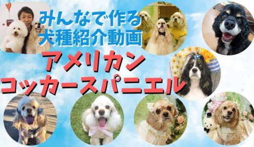 アメリカンコッカースパニエルを飼ってみて分かった犬種の魅力【みんなで作る犬種紹介動画】