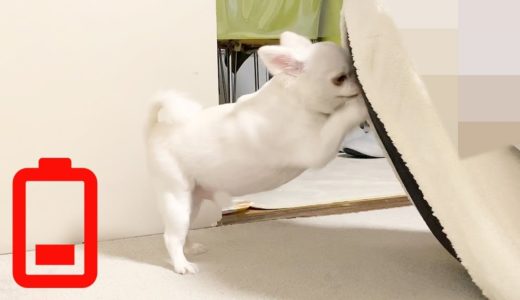 おねだりしながら疲れていく犬！ヘロヘロのチワワのコハク