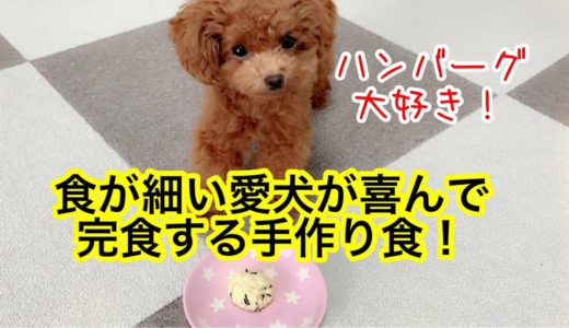 【犬用ハンバーグレシピ】お祝い事にもオススメ！喜んで食べてくれること間違いなし♪「トイプードルのコロン」