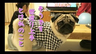 世渡り上手っぷりを存分に発揮するパグ犬ぷぅPug