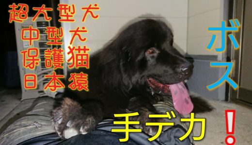 超大型犬VS中型犬VS日本猿VS保護猫❕ ニューファンドランド グレートデン 北海道犬 黒猫 ヒマラヤン 猫 釣り 野池 ベイト ビックベイト ジョイクロ 渡辺ボス