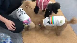 スマイルワン万代店 犬の幼稚園 月曜日のおともだち大集合！