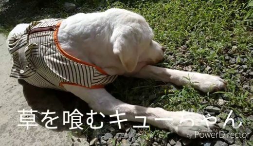 今月17歳を迎えるキャリアチェンジ犬のキューちゃんは家族のアイドル。