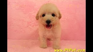 08/06 奶油貴賓 toy poodle -母幼犬1號-日新犬舍