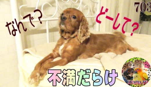 キャバリア犬 嫉妬で文句いっぱいのお顔になっちゃった｜おもしろいかわいい動物ペット動画703