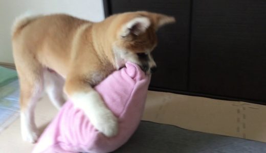 活力あふれるシオンの秋田犬！　生後８０日