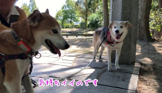 【クックさん】普通の犬の平凡な散歩【かおり姉さん】