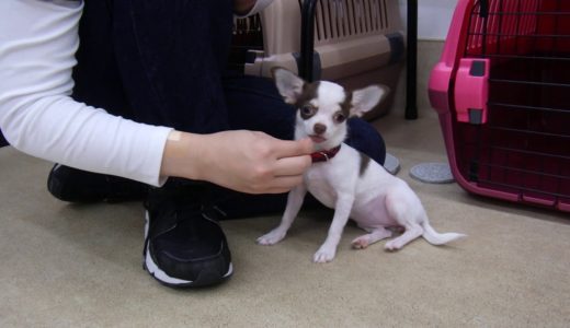 犬の幼稚園 イチゴちゃんとトレーニング