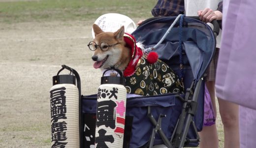 4K　石岡獅子舞連合会の看板犬 風太くん♪①　幌獅子總揃　石岡のおまつり2019 初日　C0037