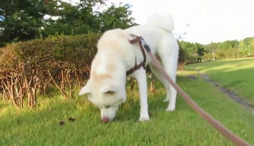 【秋田犬ゆうき】緑が綺麗な公園で飼い主をたくさん走らせてあげました【akita dog】