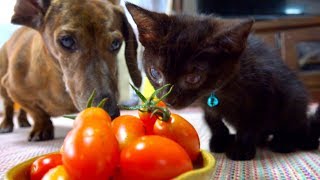 道路の溝で保護した子猫と犬の日常。