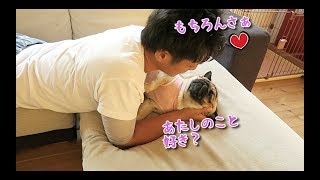 新婚気分を味わう飼い主とパグ犬ぷぅ Pug Newly married life Owner and dog