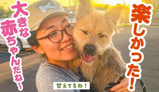 小旅行の帰り道…犬が甘えて大きな赤ちゃんになってしまいました…